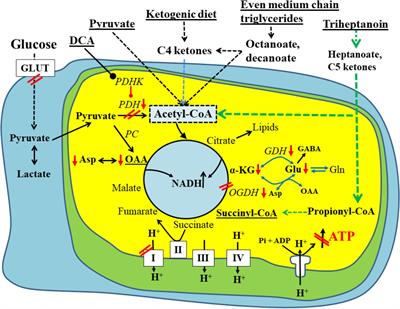 Impairments in Oxidative Glucose Metabolism in Epilepsy and Metabolic Treatments Thereof